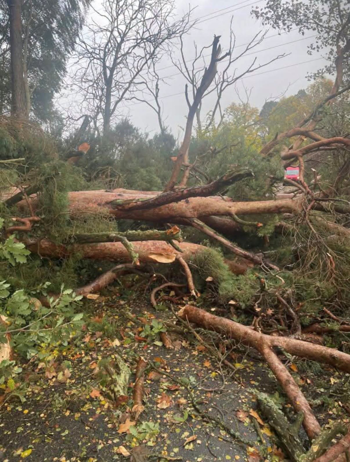 Large fallen trees and tangled branches block a road after a storm, trunks and brush covering the pavement with scattered leaves under a grey, overcast sky.