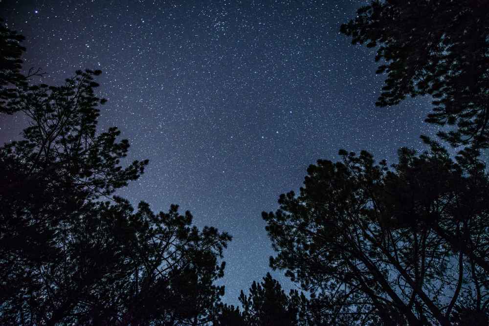 Photo showing starry sky with trees